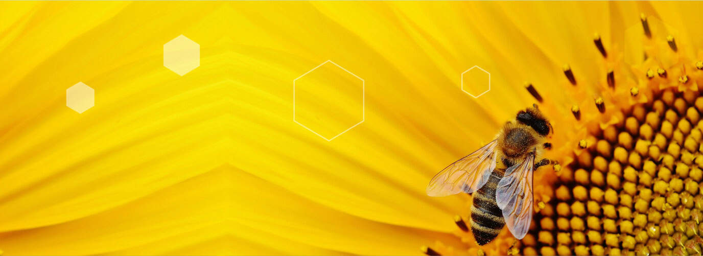banner-1 fabahoney banner