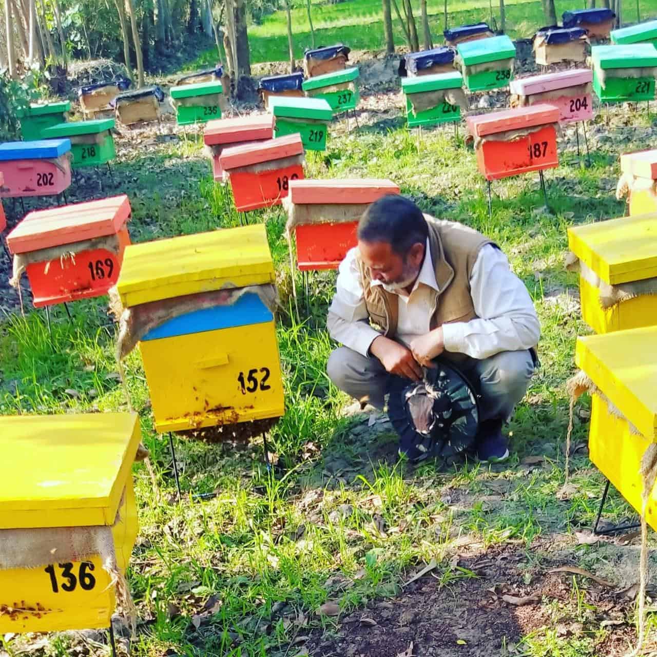 mukesh pathak inspecting the beehives in fabahoney apiary